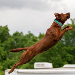 Syren - Labrador Retriever