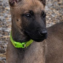 Boy 1 - male Dutch Shepherd puppy in Clarksville, Tennessee from Vuurhart Herders