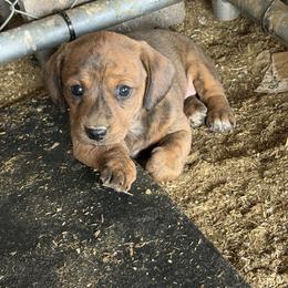 Gazelle - Brindle female Dachshund puppy in Pearce, Arizona from Katy West Weenies