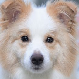 Border Collies from Bellamour Border Collies