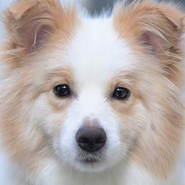 Border Collies from Bellamour Border Collies