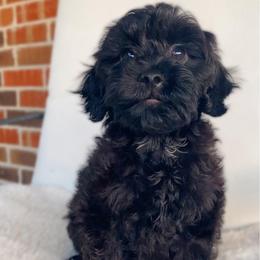 Ghirardelli - Black male Cavapoo puppy in Van Alstyne, Texas from Home Grown Puppies