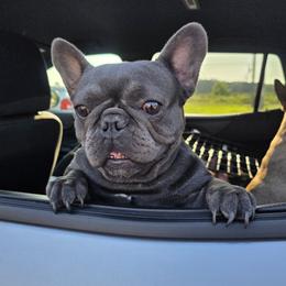 Sammy - French Bulldog