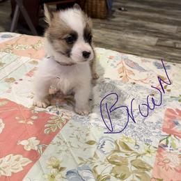 Boy brown - Sable male Pembroke Welsh Corgi puppy in Brookhaven, Mississippi from Beemer Corgis