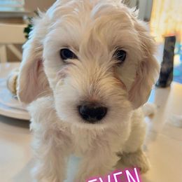 Goldendoodle Puppies from Pacific Goldendoodle, LLC