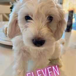 Goldendoodle Puppies from Pacific Goldendoodle, LLC