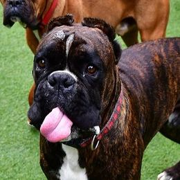 Jagger - Boxer