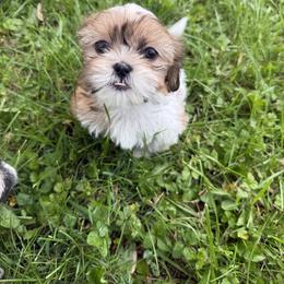 Shih Tzu Puppies from Little Healthy Purebred Pups