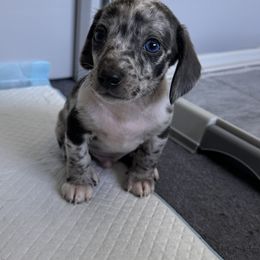 Luffy - Dapple male Dachshund puppy in Los Angeles, California from Dachshunds of the Desert