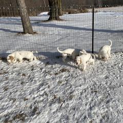 Clumber Spaniel Puppies from Lemontree Clumbers