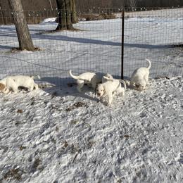 Clumber Spaniel Puppies from Lemontree Clumbers