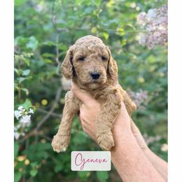 Geneva - Apricot female Poodle puppy in Detroit Lakes, Minnesota from Pickerel Pups