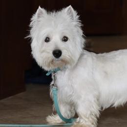 Jazzlyn - West Highland White Terrier
