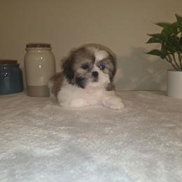 Sophie - Black and white female Shih Tzu puppy in Kings Mountain, North Carolina from Britany's Shih Tzus