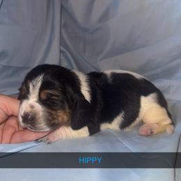 Hippy - Black brown and white male Basset Hound puppy in Letcher, Kentucky from Hackers Appalachian Basset Hounds