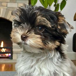 Malachi - Chocolate tan and white male Biewer Terrier puppy in Oklahoma from Rocky Oak Cavaliers & Biewer Terriers LLC