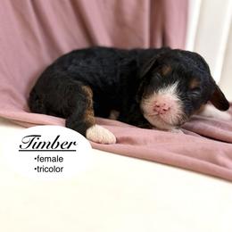 Timber - Tri-color female Bernedoodle puppy in Jackson, Mississippi from T.M. Poodles & Doodles