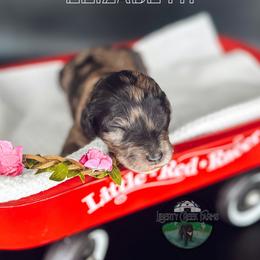 Elizabeth - Merle female Goldendoodle puppy in Ocoee, Tennessee from Liberty Creek Farms