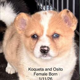 Tan Girl - Sable female Pembroke Welsh Corgi puppy in Bay Area, California from MJ's Corgis