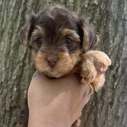 Mocha(Smallest female Runt) - Chocolate female Yorkipoo puppy in Shelby, North Carolina from Precious pups dynasty kennel