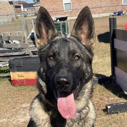 Boyka - German Shepherd