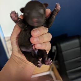 Miniature Schnauzer Puppies from Joy Dockery's Miniature Schnauzers