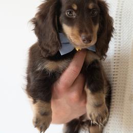 Dachshund Puppies from Lone River Dachshunds