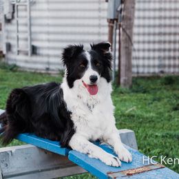 Al - Border Collie