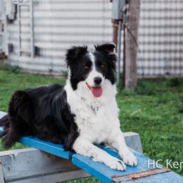 Al - Border Collie