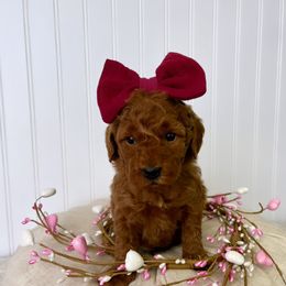 Bernedoodle, Cavapoo, Goldendoodle, and Poodle Puppies from Gypsi Doodles & Poodles