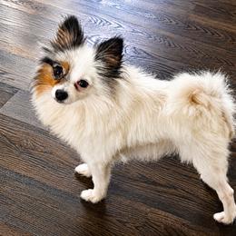 Maisey - Blue parti female Pomeranian puppy in New Lenox, Illinois from Illinois Poms