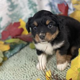 Faith - Black tri female Miniature Australian Shepherd puppy in Granbury, Texas from Texas Miniature Aussies