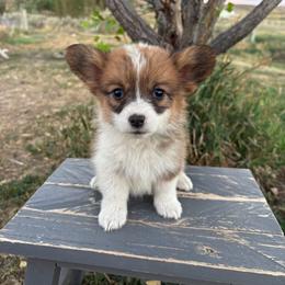 Buttercup (butter) - Red female Pembroke Welsh Corgi puppy in Mc Cammon, Idaho from Sunny J Corgis and Mini Americans