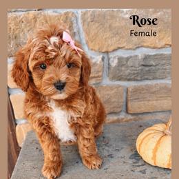 Rose - Red  female Goldendoodle puppy in Hilton, New York from The House of Goldendoodle