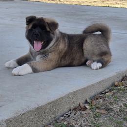 Akita Puppies from Folklore Akitas