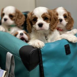 Cavalier King Charles Spaniel and Havanese Puppies from Harlequin Havanese