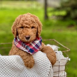 Bernedoodle, Goldendoodle, and Golden Mountain Dog Puppies from K+C Doodles