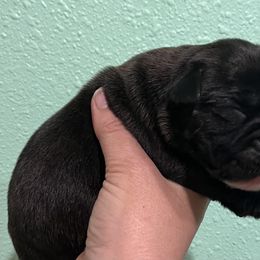 Boxer Puppies from Von Royal Dell’Infinite