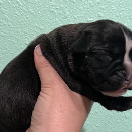Boxer Puppies from Von Royal Dell’Infinite