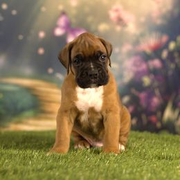 Boxer Puppies from Elevated Boxers