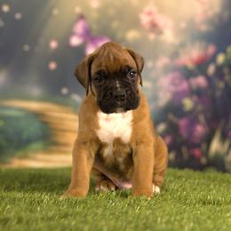 Boxer Puppies from Elevated Boxers