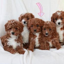 Hannah - Red female Cavapoo puppy in Mint Hill, North Carolina from DoodleForever