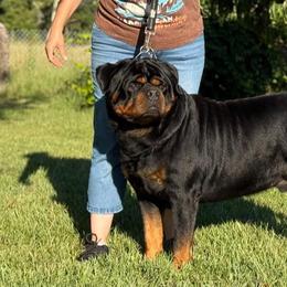 Capo - Rottweiler