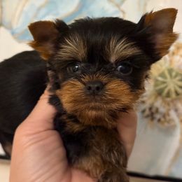 Girl - Black and tan female Yorkshire Terrier puppy in California from Yorkie & Maltese Royalty