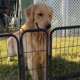 London - Golden Retriever