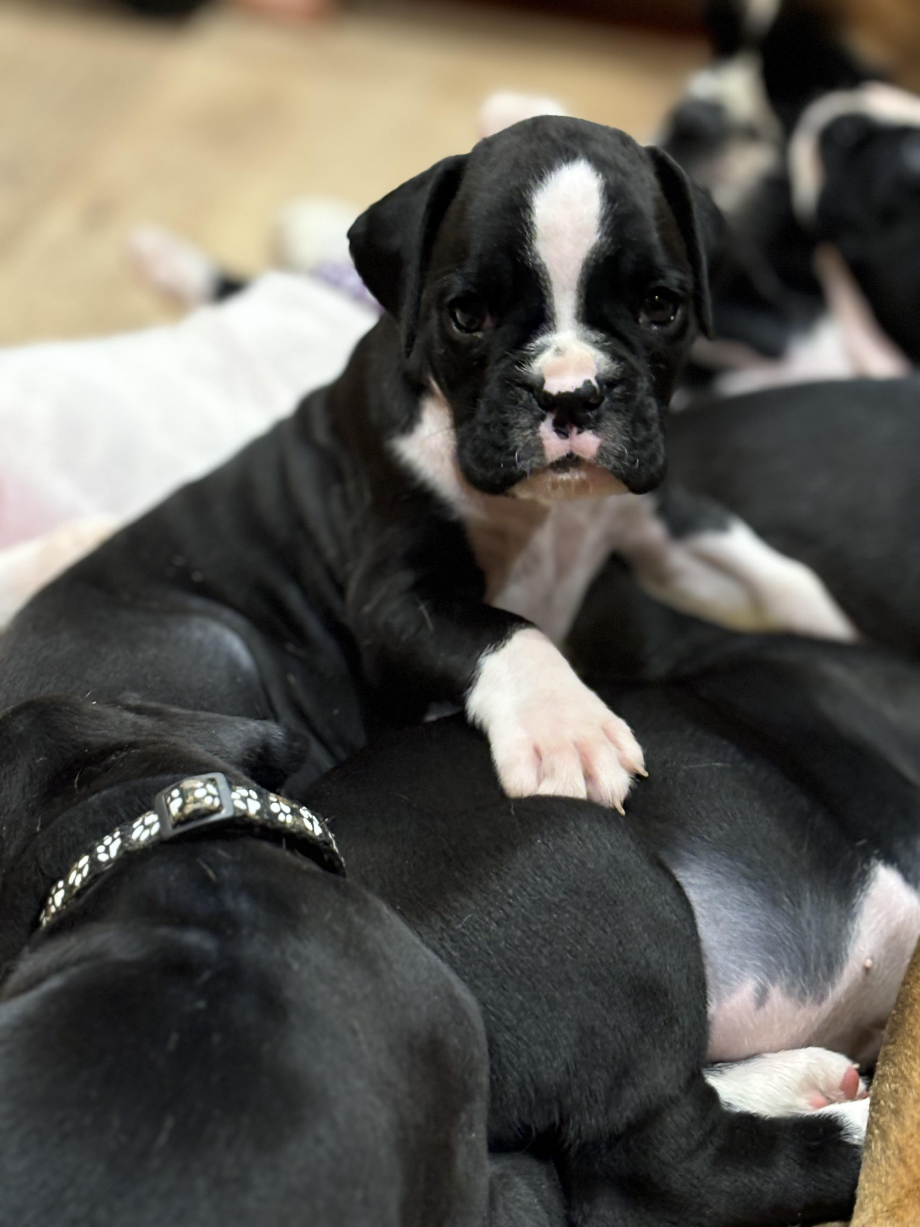 Tommaso AKC Boxers in Texas | Boxer puppies | Good Dog