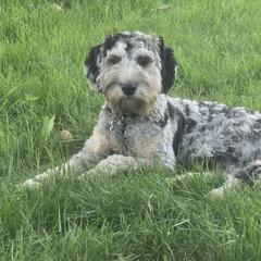 Lewis - Australian Cobberdog