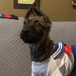Belgian Malinois from Mike Maas' working dogs
