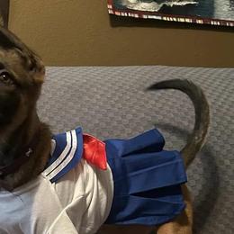 Belgian Malinois from Mike Maas' working dogs