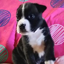 Romeo - Black brindle male American Staffordshire Terrier puppy in Bastrop County, Texas from Ironheart American Staffordshire Terriers
